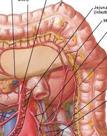 Anastomotic leak: anatomical