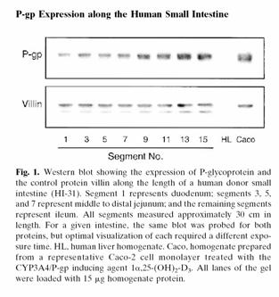 Mouly, S., Paine, M.F. PharmRes-20(10):1595-1598 (2003) Pgp expression in human SI Talinolol Non-linear Dose Dependence Talinolol Dose Dependence de Mey et al. J. Cardio. Pharmacol.