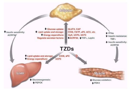 TZDs as drugs The thiazolidinediones are oral anti-diabetic drugs which were developed during the 1990s: troglitazone (first prescribed with warning, then withdrown), rosiglitazone, pioglitazone.