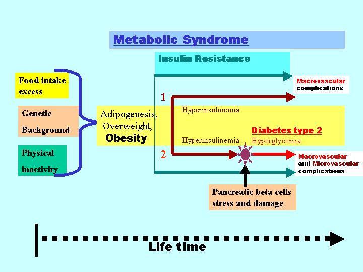 An insulin-resistant state is the key phase of metabolic syndrome-x: * With preserved pancreatic cells and insulin hypersecretion which can