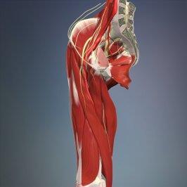 Extra-Articular Hip Pain Muscular Strain Iliopsoas Gluteus Medius Hamstring