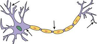 The Neuron Dendrite Axon