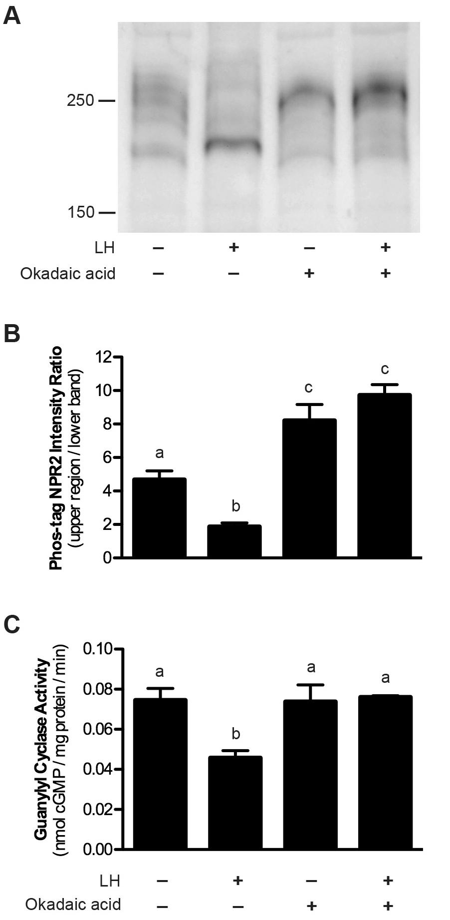 Figure S2. Inhibition of the LH-induced dephosphorylation and inactivation of NPR2 by treatment of follicles with the PPP family phosphatase inhibitor okadaic acid.
