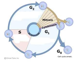 UNIT 6: CELL DIVISION Video#1: Stages of Mitosis In order to be considered alive, certain requirements must be met. One of these requirements is reproduction: the ability to create offspring.