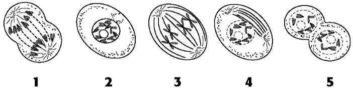 DIRECTIONS: Answer the questions below. 1. Identify each stage of Cell Division represented in the pictures below. A. B. C. D. E. 2. Name the parts to this structure. A (entire structure) B 3.