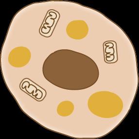 White Single fat droplet Few mitochondria Fat-storing 2.