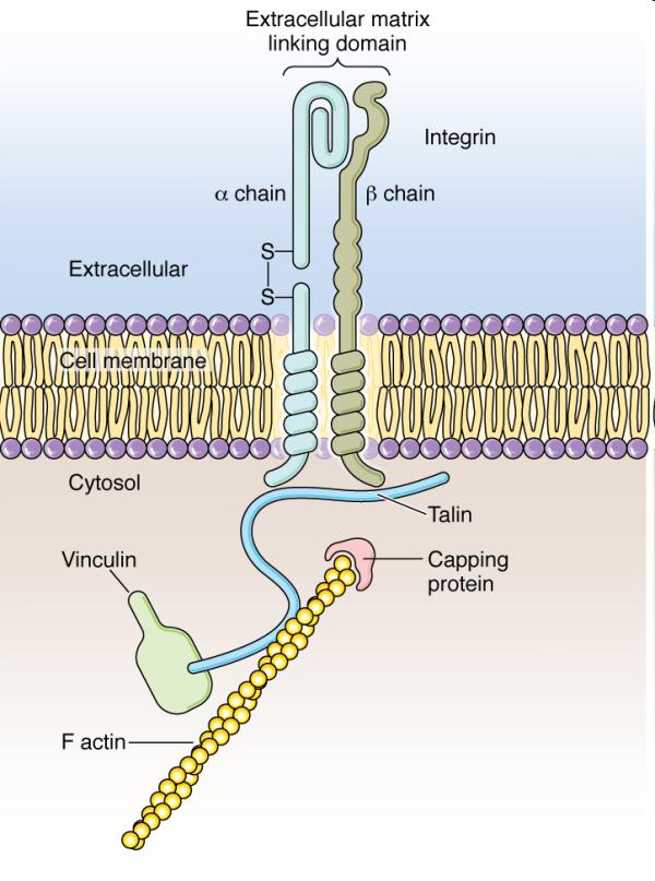 Cells : interact with extracellular matrix by cell-surface molecules bind to collagen, fibronectin, laminin these receptors: intergrin transmembrane linker proteins