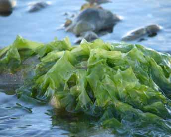 Seaweeds