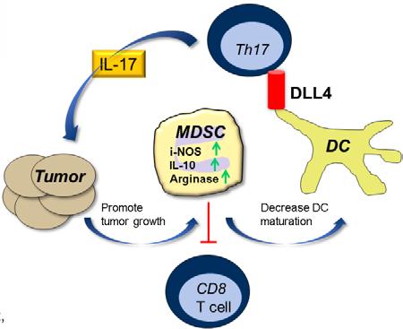 chemo sensitization Blocks critical DLL4 role in angiogenesis