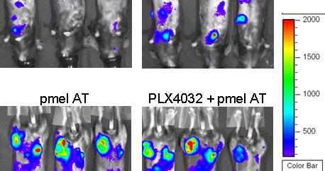immune suppressive factor release BLI imaging of f-luc-labeled TCR