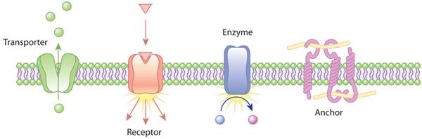 TYPES OF PROTEINS 19. Proteins in the cell membrane include cell-surface markers, receptor proteins, enzymes, and transport proteins. 20.