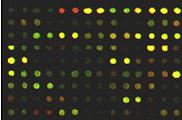DNA Microarray Technology A collection of DNA sequences attached to a solid support mrna expression analysis