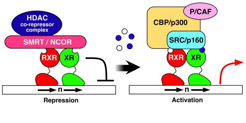 Are PPAR (,α) potential nutritional targets?? Classical nuclear receptor (PPAR,α) activation mechanism Redrawn from Sonoda et al.