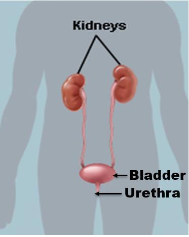 What is Chronic Urinary Retention? Chronic Urinary Retention is when your bladder fills up and you can t pass urine at all, or you can only do a little, leaving a lot of urine behind in the bladder.