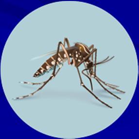 Transmission Infected mosquito bite Aedes aegypti (tropical regions) Aedes