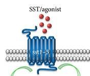 Somatostatin Analogs Overview Synthetic derivatives of somatostatin 1 Bind to somatostatin receptors (SSTRs) 1 Similar to endogenous somatostatins but with 1 :