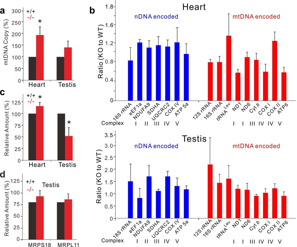 Supplementary Figure 6 Quantification of mtdna, mrna of OXPHOS subunits, and mitochondrial ribosomes. (a) Relative mtdna content (mean ± s.d., n = 10 mice, *P < 0.05).