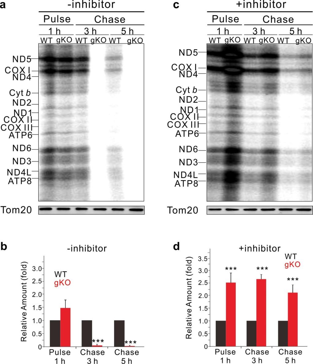Supplementary Figure 7 [ 35 S]methionine pulse-chase-labeling and protein synthesis of isolated mitochondria from WT and gko testes.