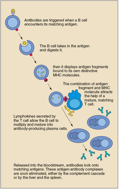 self recognition antigen receptors - each cell has a single type of