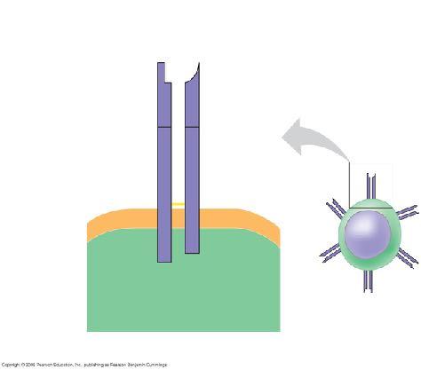 neutralize toxins cell lysis humoral humoral immunity cell-mediated 1st