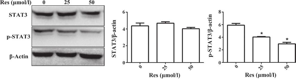 Values are expressed as the mean ± standard deviation. * P<0.05 vs. untreated. Res, resveratrol; p STAT, phosphorylated signal transduction and activator of transcription 3. Figure 6.