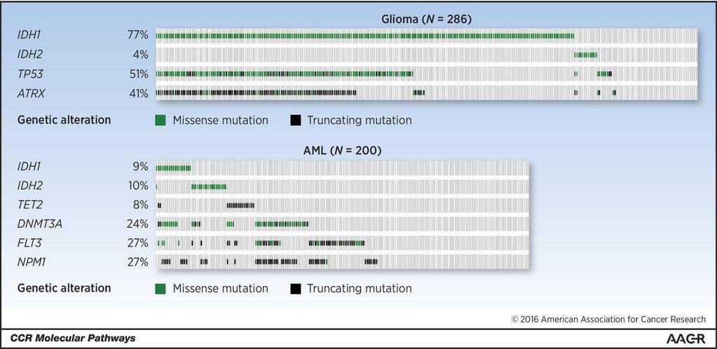 In glioma and AML, IDH1 or IDH2 often noted accompanying