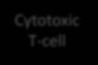 Anti-CTLA4 Tissue