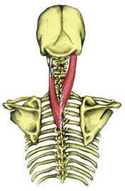 Posterior Neck Superficial Splenius capitis & cervicis= bilaterally = extends head and neck, unilaterally = rotates and laterally