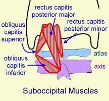 (rectus capitis posterior major* and minor, obliquus capitis superior and inferior *) = extend the head and * also lateral bend and