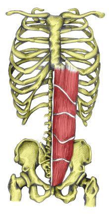 Trunk Anterior Superficial to Deep: Rectus Abdominis External Oblique Internal Oblique Transverse Abdominis Posterior Superficial Erector spinae Deep Transverse spinal muscles Trunk Anterior