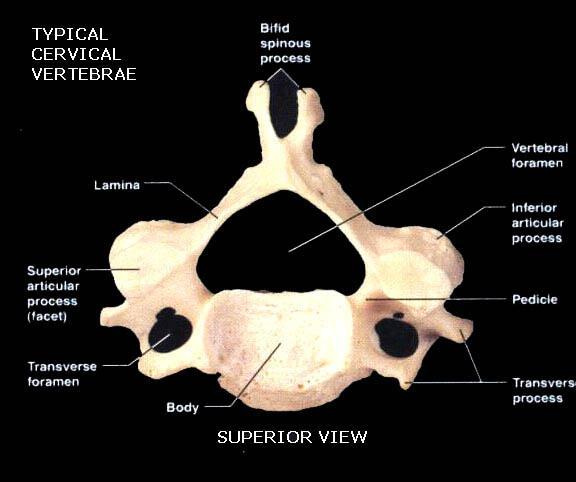 Typical Cervical Vertebrae Vertebrae: Osteology cont