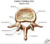 of the vertebral column Disks make up approx 25% of