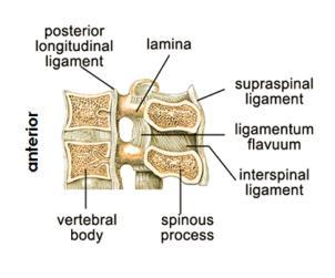 Supporting Structures cont Posterior longitudinal ligament Attaches to the bodies of the vertebrae on the posterior surfaces inside the vertebral foramen Prevents excessive flexion