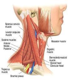 XI) Bilateral: Flexion of the head & neck Unilateral: Contralateral rotation of the head and neck Lippert, p219-220