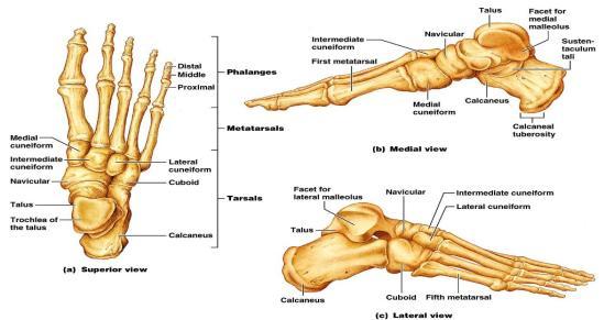 Lower Extremity Femur Bone of the thigh Longest, largest & strongest bone of body Patellae Kneecap Protects the knee joint Tibia/Fibula Bones of the leg Tibia Shinbone