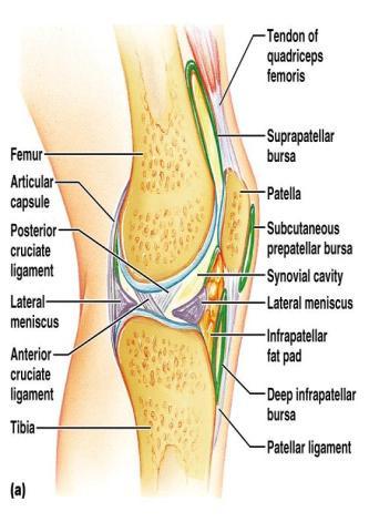 Synovial Joint Bursae Flattened fibrous sacs Lined with synovial membrane