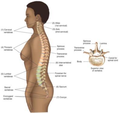 Vertebral Column Formed from 26 vertebrae Support body Provides