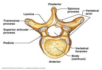 Consists of vertebrae, sacrum, and coccyx Separated by intervertebral