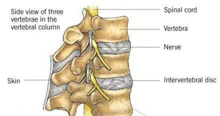 General Structure of the Vertebrae (Compare to the structure of a house-walls, roof & basement) a. Pedicles (walls) b.