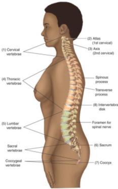 Vertebral Sections & Numbers Cervical Neck 7 C1 (atlas) Supports skull Allows you