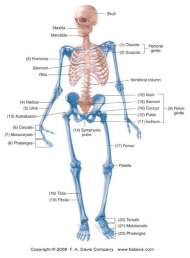 Appendicular Skeleton Composed of 126 bones Includes appendages & the pectoral,