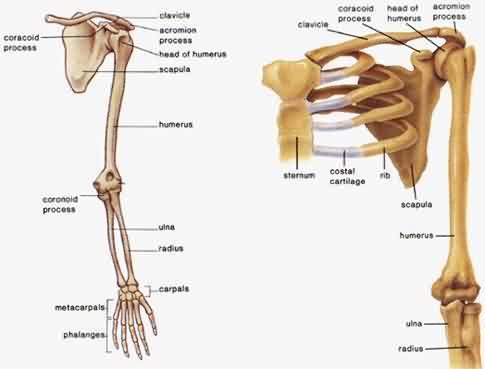 Upper Extremity Bones Clavicle Scapula Humerus Radius Ulna Carpals Metacarpals Phalanges Shoulder