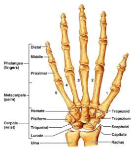 Upper Limb Humerus Bone of arm Radius/Ulna Bones of forearm Carpals (8) Bones of wrist Metacarpals Hand (Palm area) Roman