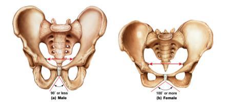 and Male Pelvis Male