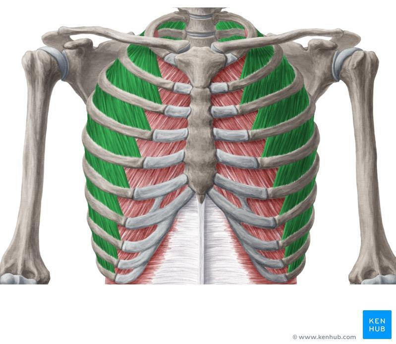 Action of Intercostal muscles Contraction elevates ribs and increases anteroposterior and lateral dimensions of thoracic cavity,