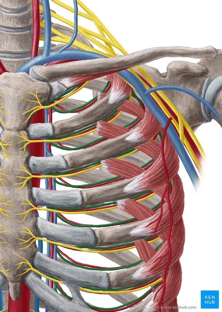 Intercostal vein Intercostal artery Intercostal nerve Nerve supply: The intercostal muscles are supplied by the corresponding intercostal nerves.
