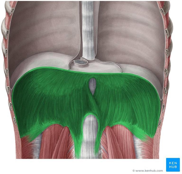 Diaphragm The diaphragm is a thin muscular and tendinous septum that separates the chest cavity above from the abdominal cavity below Chest cavity It is pierced by the structures that pass between