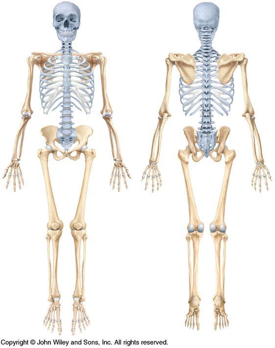 Skeletal System Adult Human contains 206 Bones 2 parts: Axial skeleton (axis): Skull,