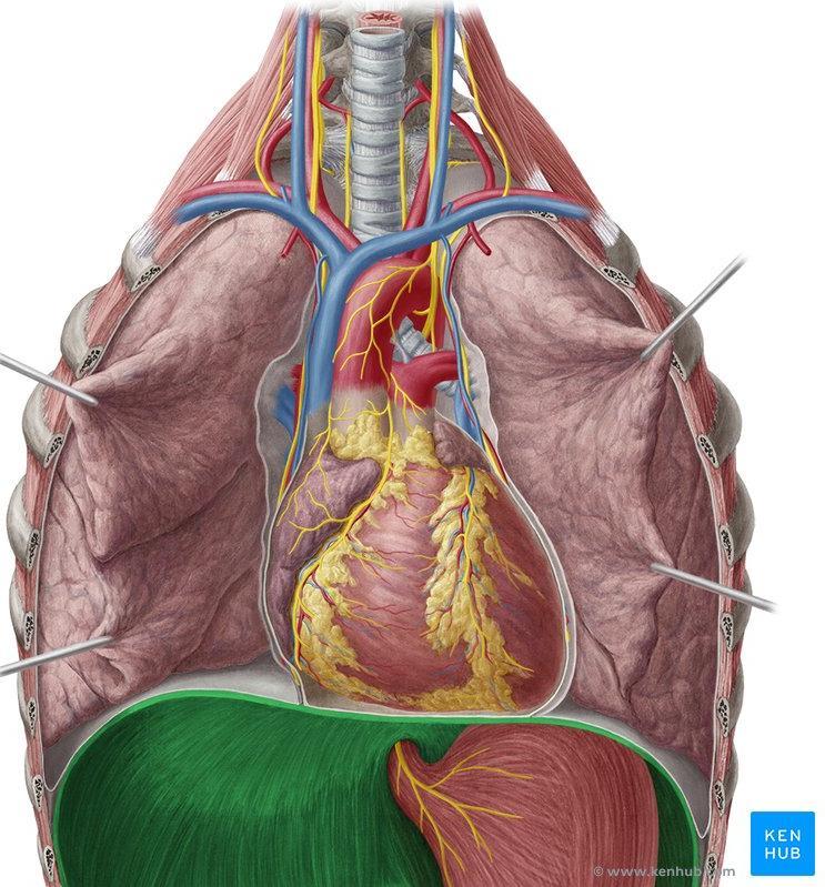 The domes support the right and left lungs, whereas the central