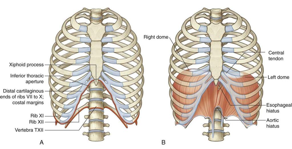 Origin of diaphragm: Sternal part: arising from the posterior surface of the xiphoid process Costal part: arising from the deep surfaces of the lower six ribs and their